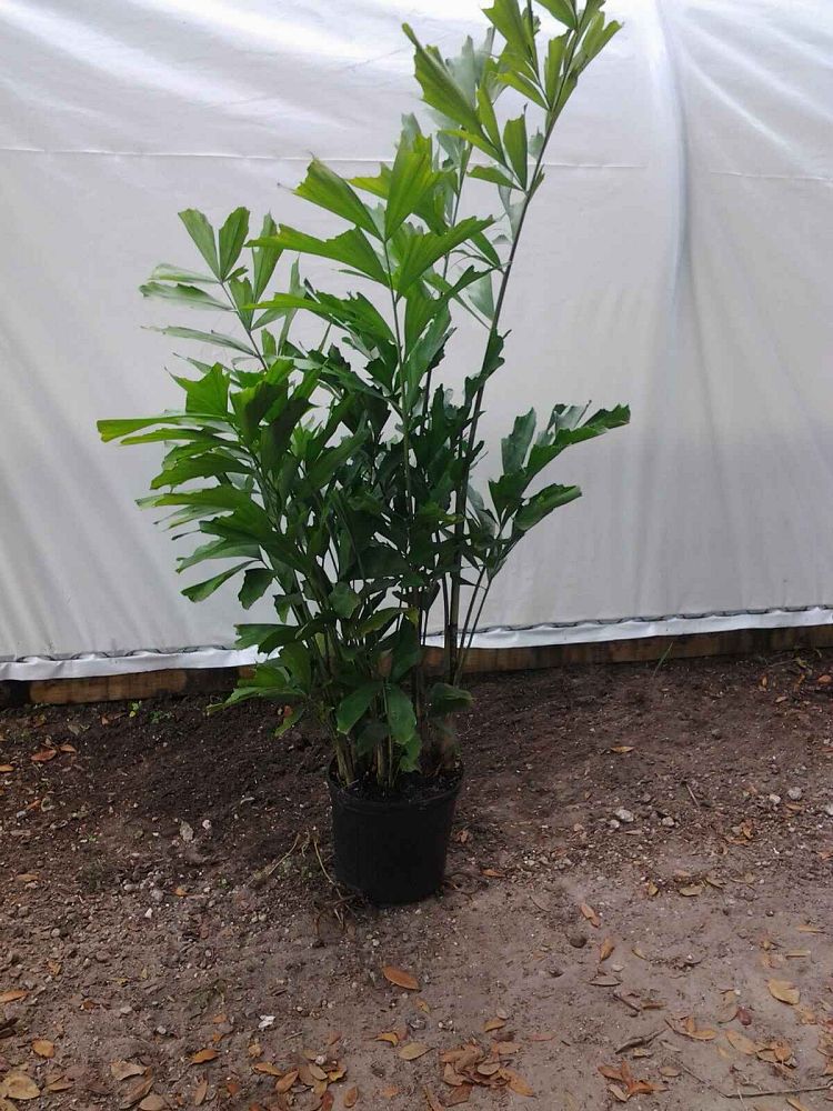 caryota-mitis-fishtail-palm