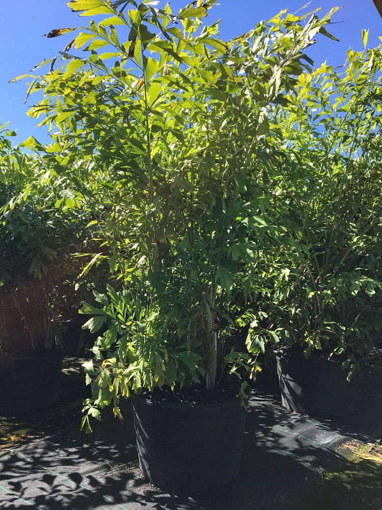 caryota-mitis-fishtail-palm