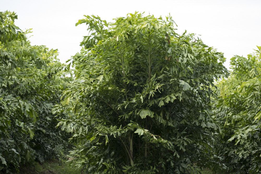 caryota-mitis-fishtail-palm