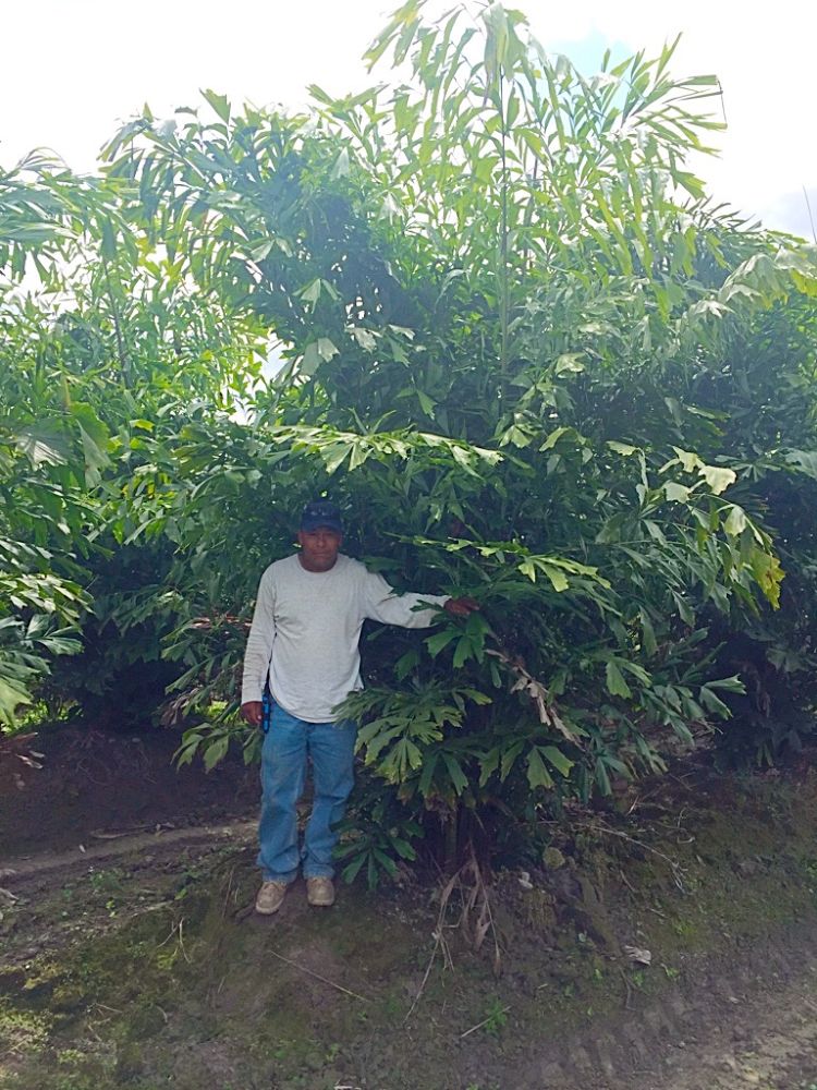 caryota-mitis-fishtail-palm