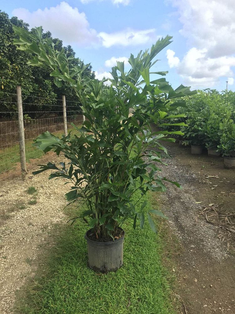 caryota-mitis-fishtail-palm