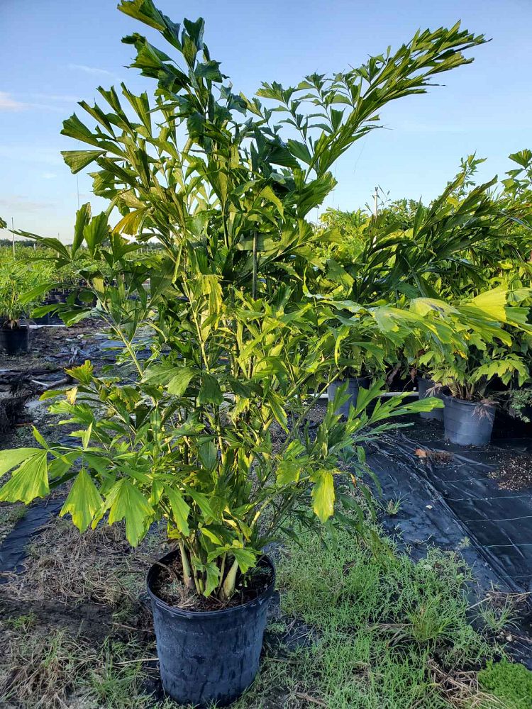 caryota-mitis-fishtail-palm