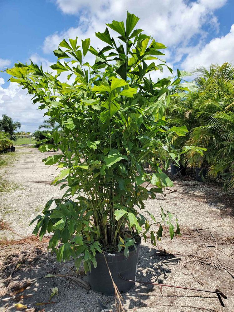 caryota-mitis-fishtail-palm