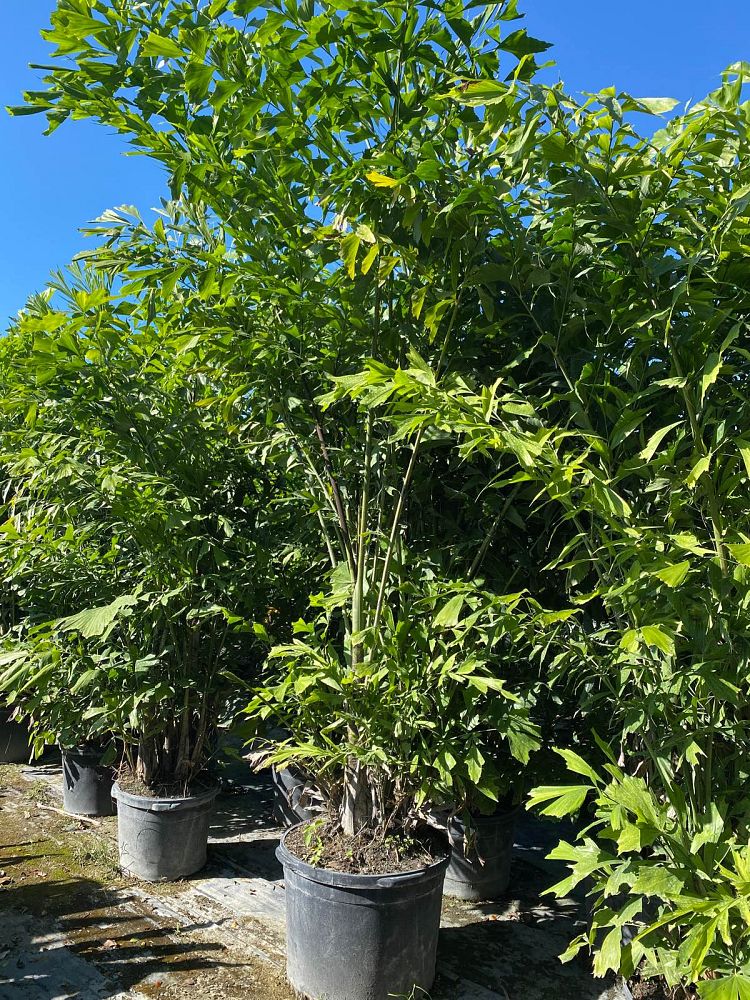 caryota-mitis-fishtail-palm