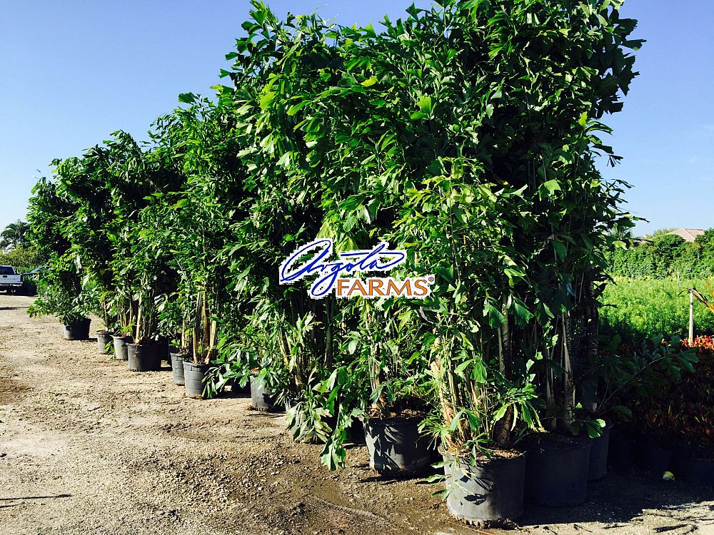 caryota-mitis-fishtail-palm