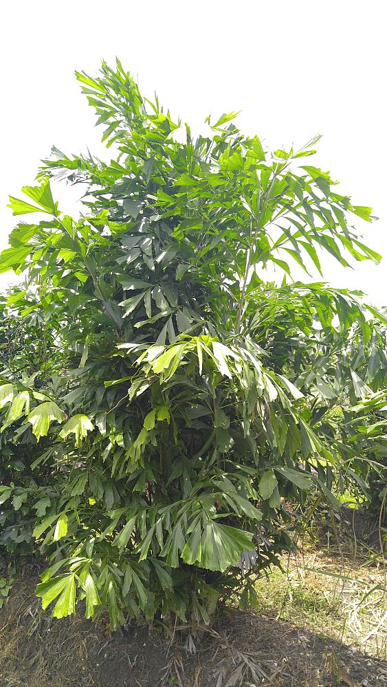 caryota-mitis-fishtail-palm