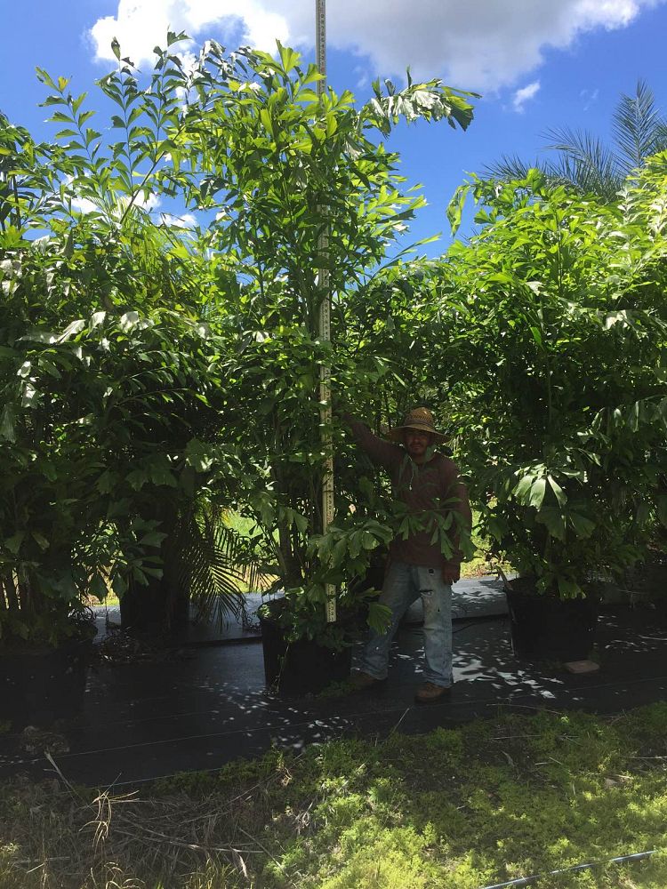 caryota-mitis-fishtail-palm