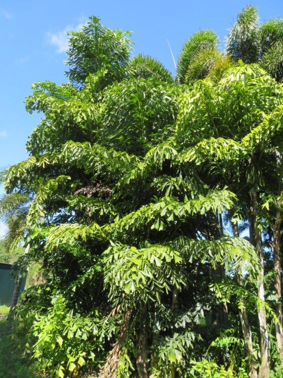 caryota-mitis-fishtail-palm