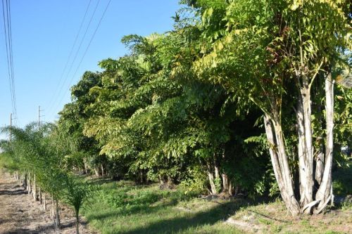 caryota-mitis-fishtail-palm