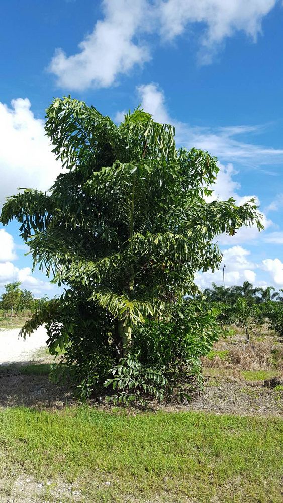 caryota-mitis-fishtail-palm