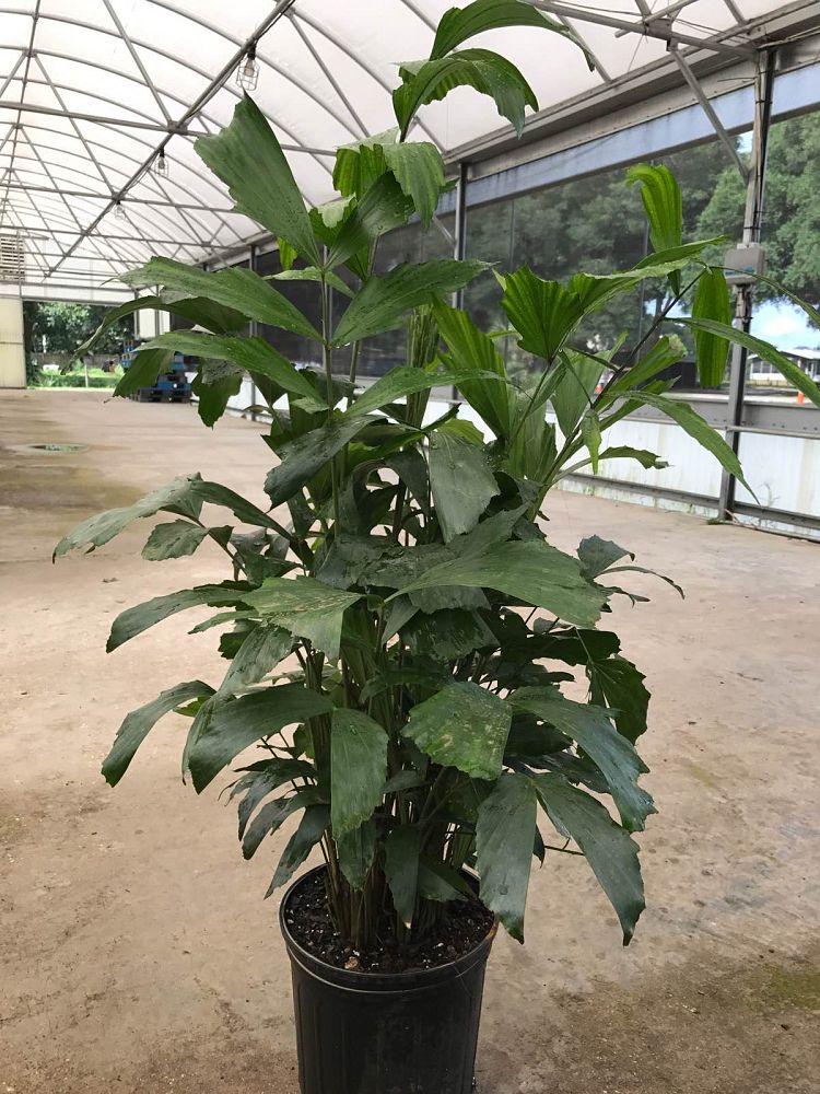 caryota-mitis-fishtail-palm