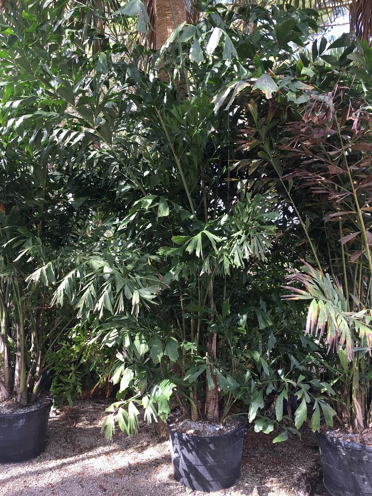caryota-mitis-fishtail-palm