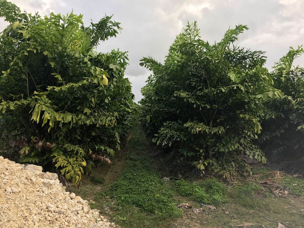 caryota-mitis-fishtail-palm