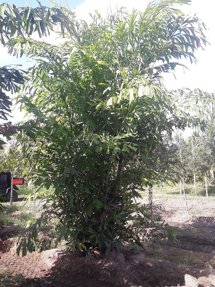 caryota-mitis-fishtail-palm