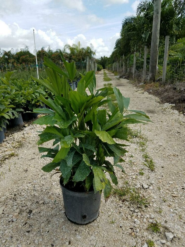 caryota-mitis-fishtail-palm