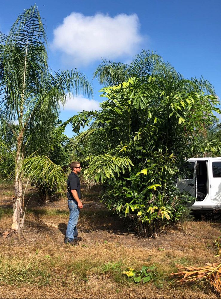caryota-mitis-fishtail-palm