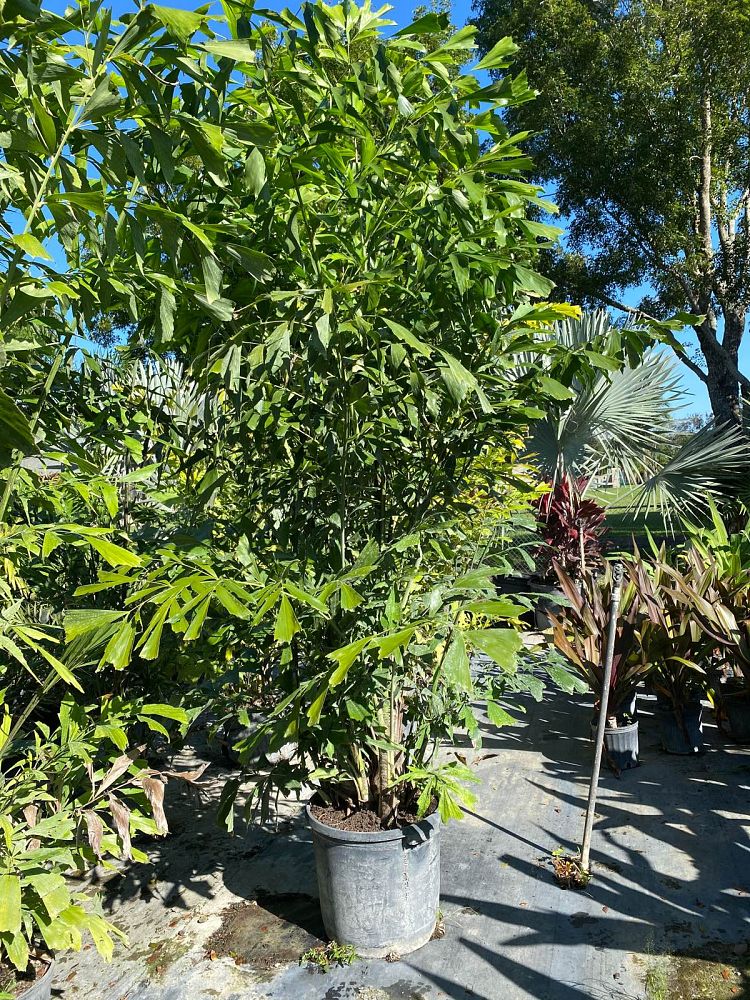 caryota-mitis-fishtail-palm