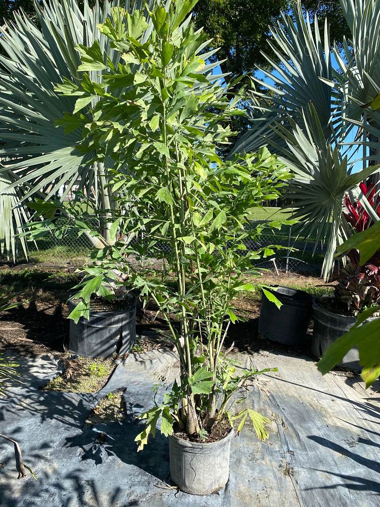 caryota-mitis-fishtail-palm