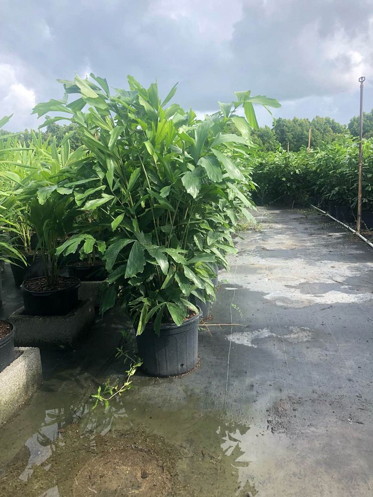caryota-mitis-fishtail-palm