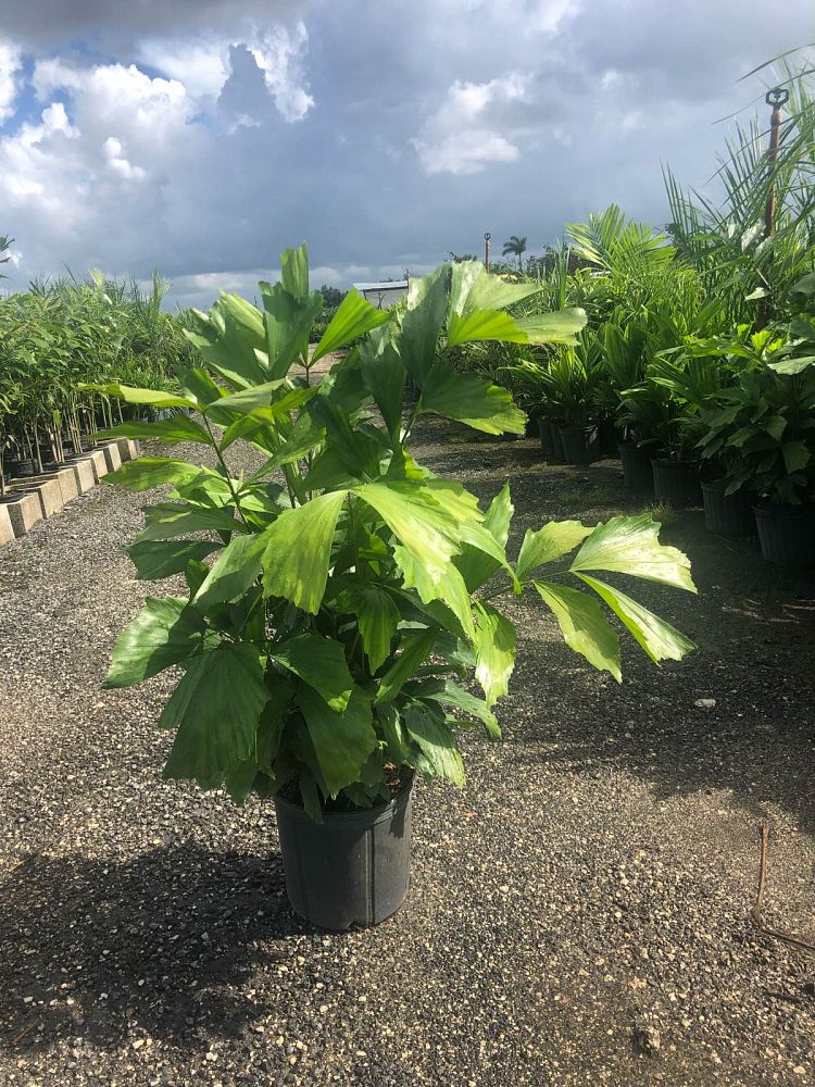 caryota-mitis-fishtail-palm