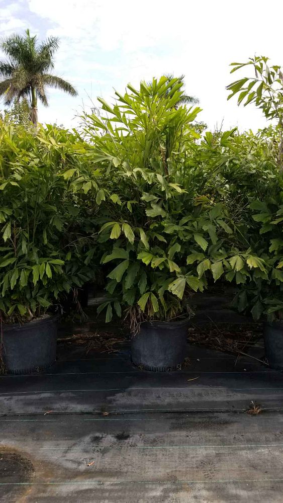 caryota-mitis-fishtail-palm