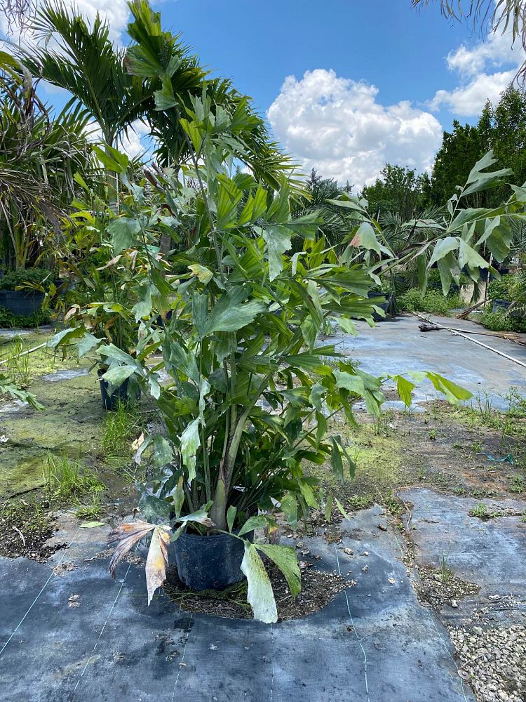 caryota-mitis-fishtail-palm