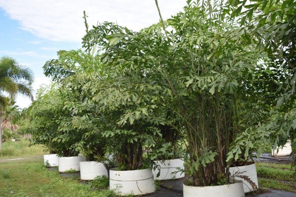 caryota-mitis-fishtail-palm