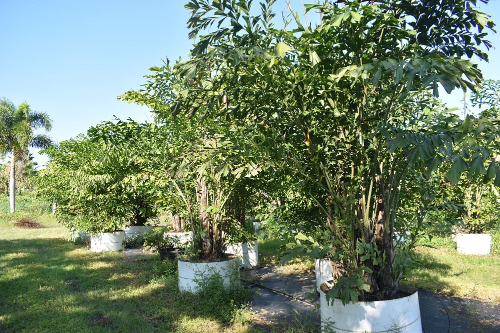 caryota-mitis-fishtail-palm