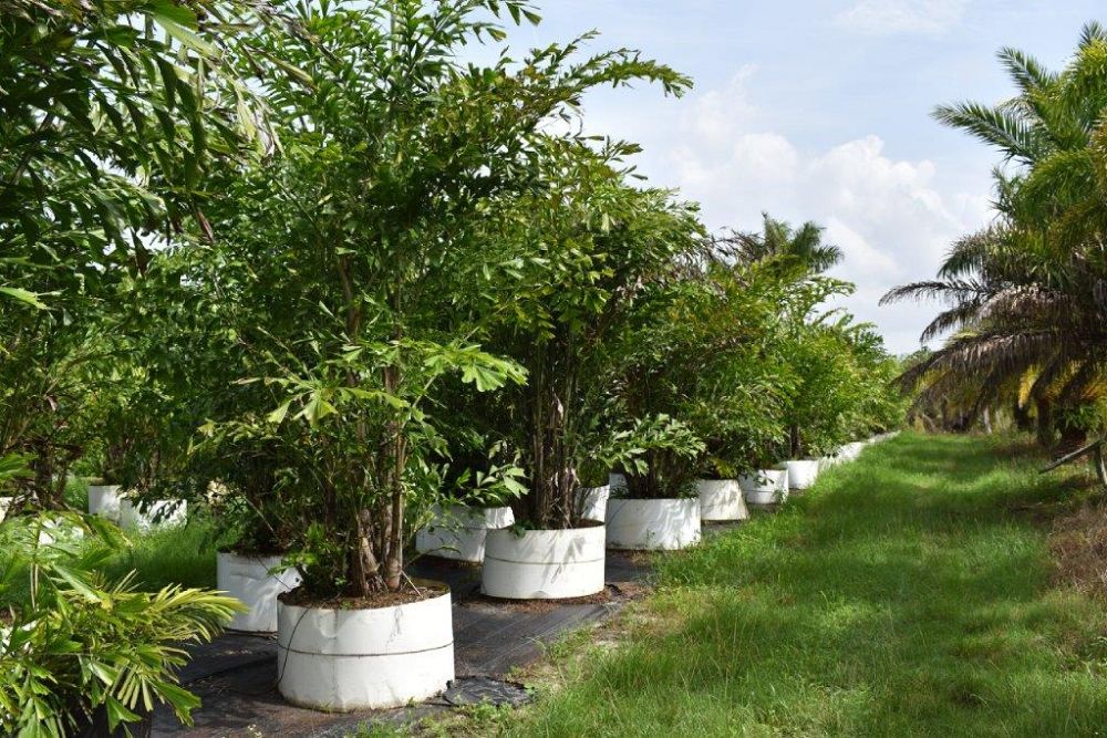 caryota-mitis-fishtail-palm