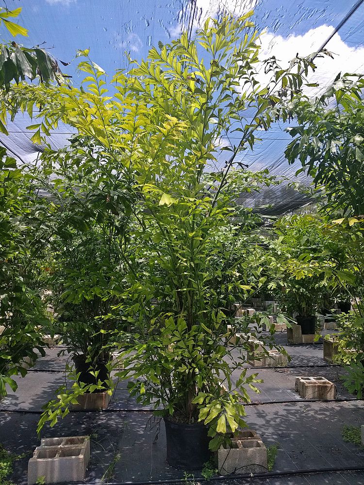 caryota-mitis-fishtail-palm