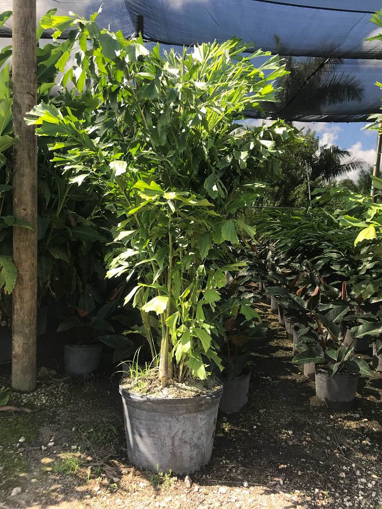 caryota-mitis-fishtail-palm
