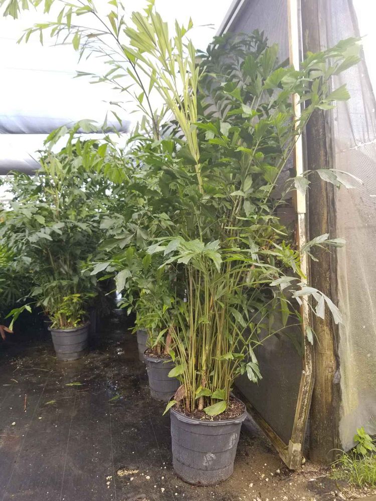 caryota-mitis-fishtail-palm