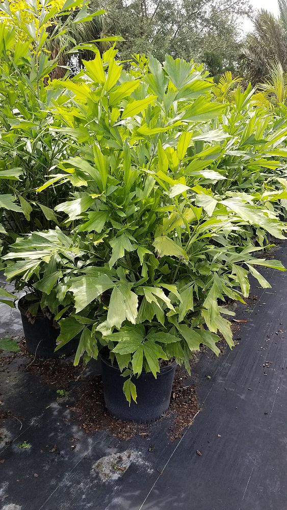 caryota-mitis-fishtail-palm