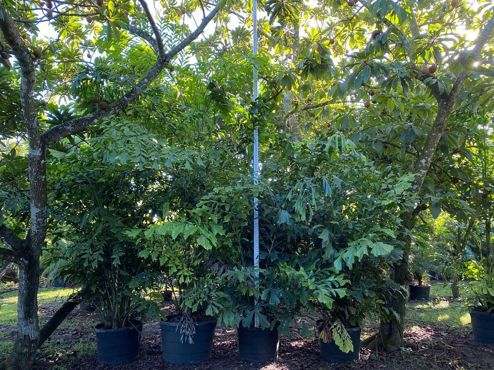 caryota-mitis-fishtail-palm