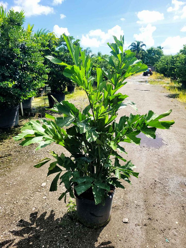 caryota-mitis-fishtail-palm