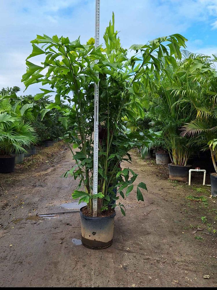 caryota-mitis-fishtail-palm