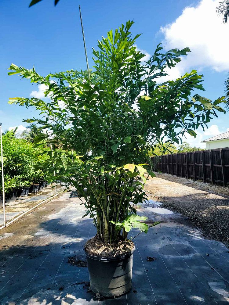 caryota-mitis-fishtail-palm