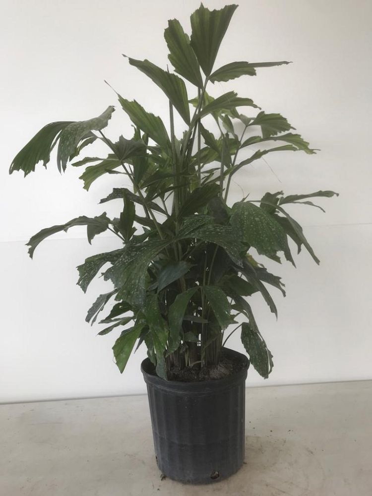 caryota-mitis-fishtail-palm
