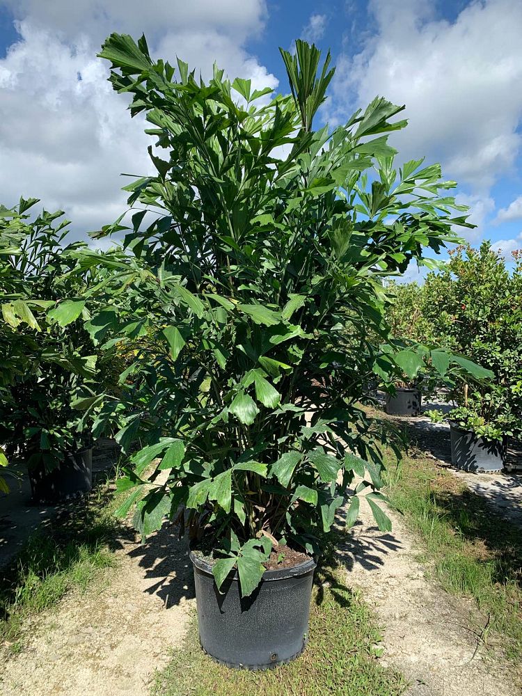 caryota-mitis-fishtail-palm