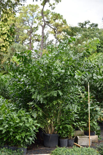 caryota-mitis-fishtail-palm