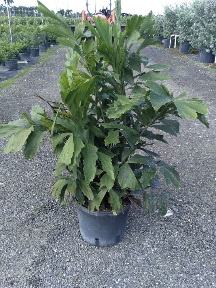 caryota-mitis-fishtail-palm