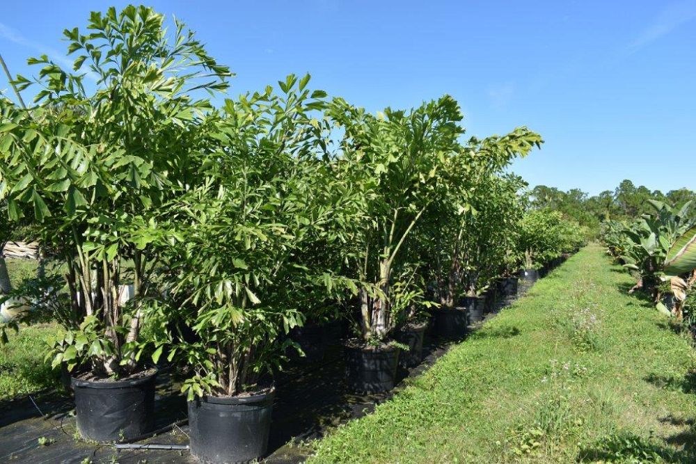 caryota-mitis-fishtail-palm