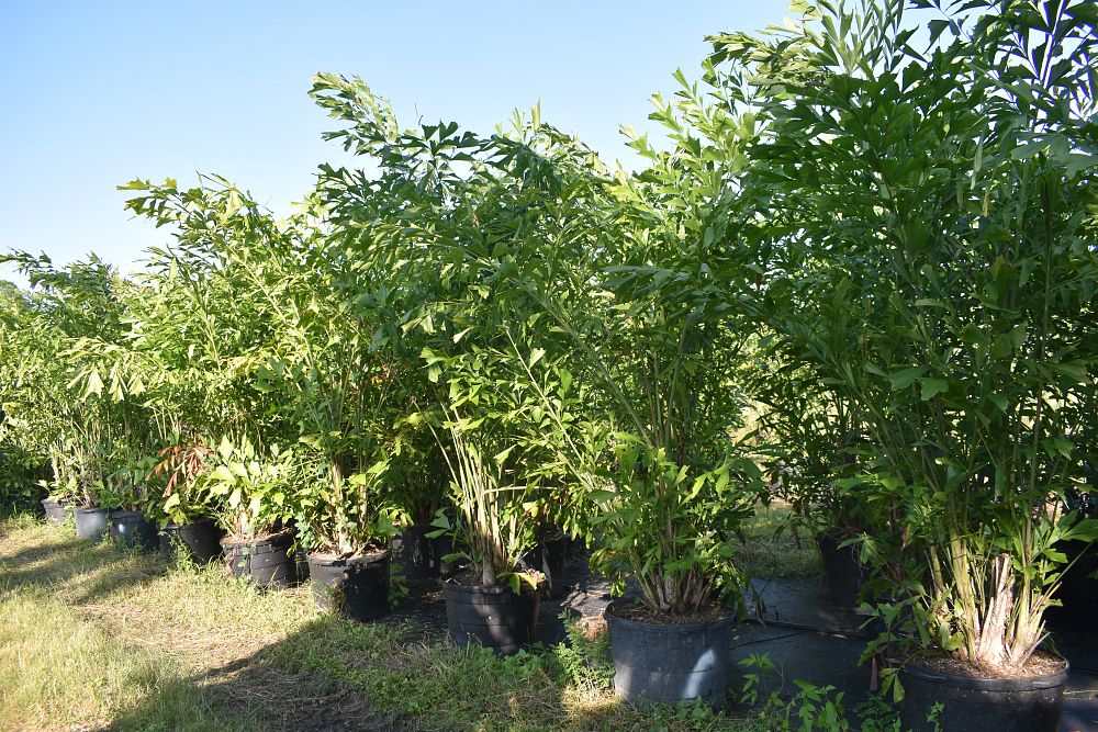 caryota-mitis-fishtail-palm