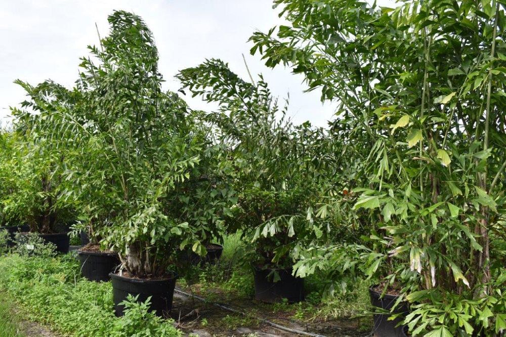 caryota-mitis-fishtail-palm