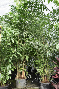 caryota-mitis-fishtail-palm