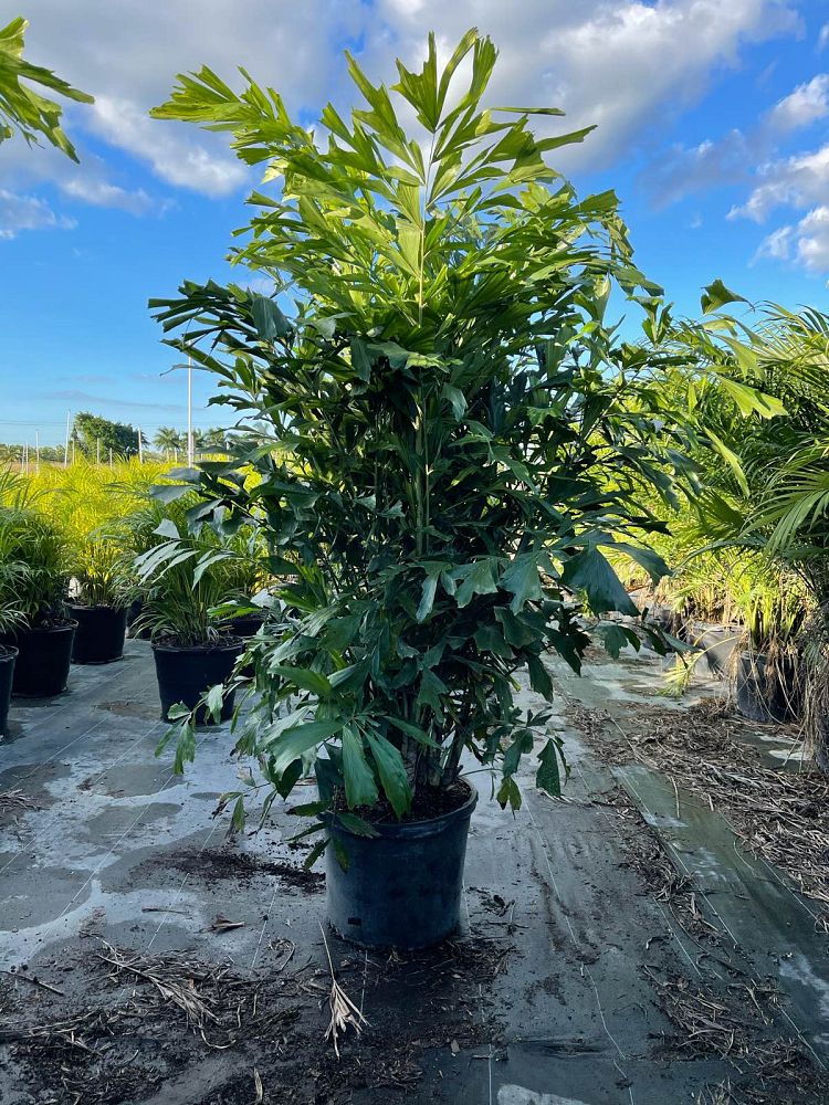 caryota-mitis-fishtail-palm