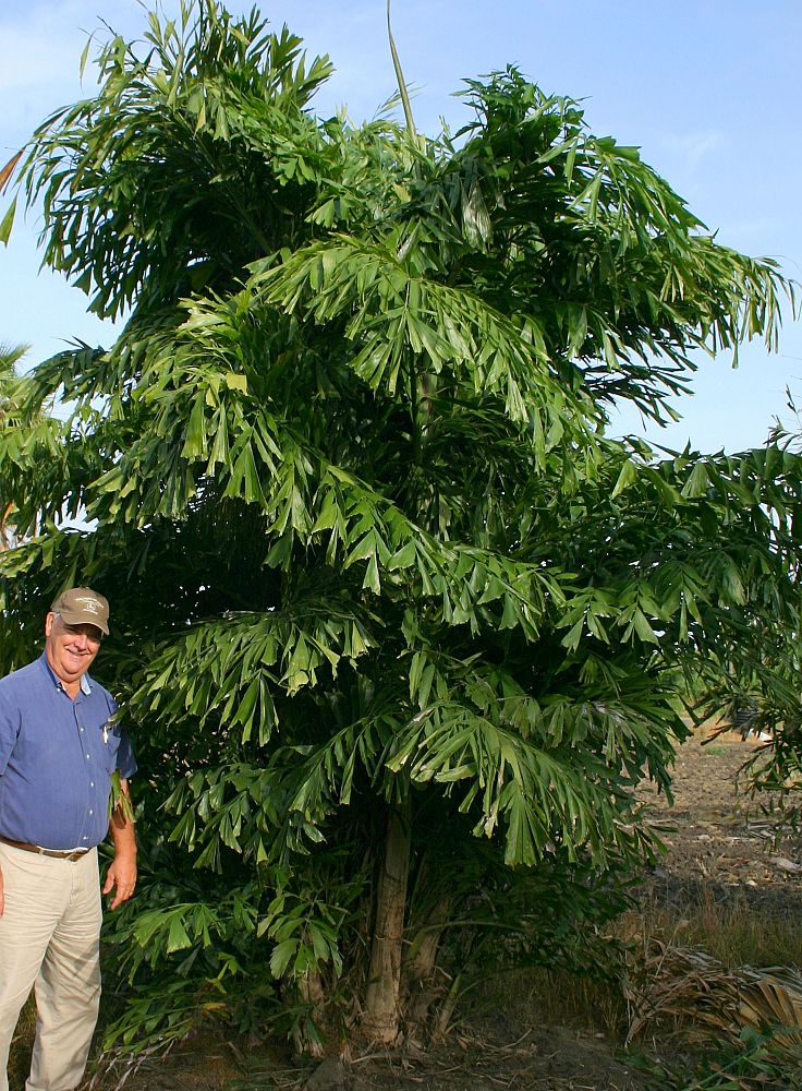 caryota-mitis-fishtail-palm