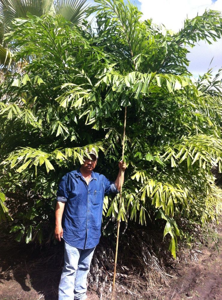 caryota-mitis-fishtail-palm