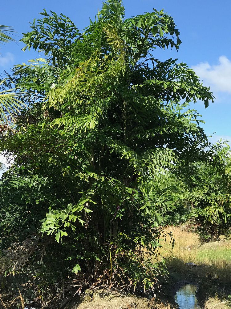 caryota-mitis-fishtail-palm