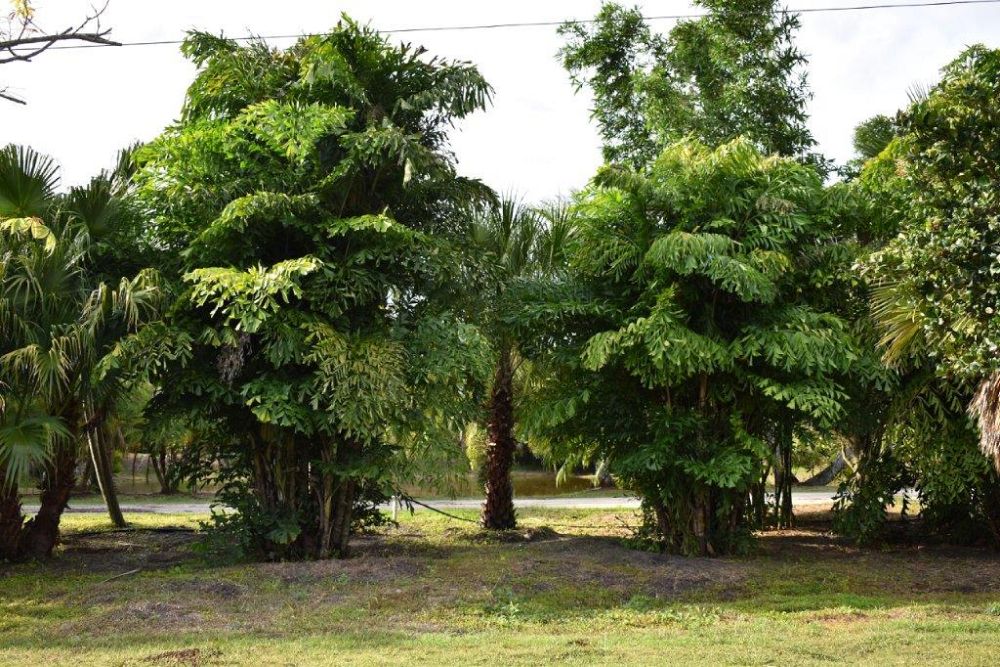 caryota-mitis-fishtail-palm